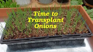 Transplanting Bunching Onions into the Raised Bed