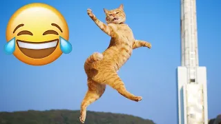 You Laugh You Lose 😁 Funniest Animals 2024 😺🐶 New Funny Cats and Dogs Videos 😹🐶 p4