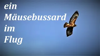 ein Mäusebussard im Flug