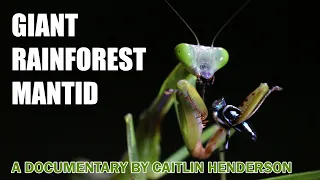 Giant Rainforest Mantid - a life history