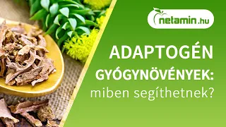 Mik azok az adaptogén gyógynövények és milyen esetekben segíthetnek? | netamin.hu