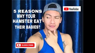5 REASONS | WHY DO HAMSTER EAT THEIR BABIES?