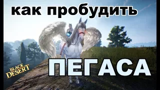 Black Desert (MMORPG) - 🐴Пегас в BDO. Пробуждение, фарм итемов