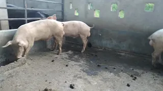 Large White Yorkshire boars for sale for Assam.