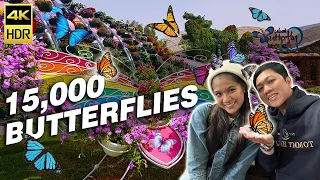 Dubai Butterfly Garden 2023 | Everything You Need to Know [4K]