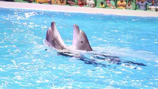 Dubai Dolphinarium: Dolphin Show : A Decade of Bringing Fun, Joy & Happiness