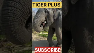 Elephant eating big Big watermelon #youtubeshorts #ytshorts #shorts #elephant #watermelon #tigerplus