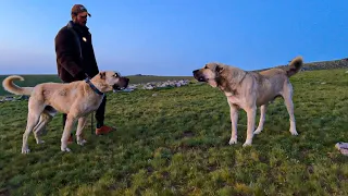 HIRÇONUN KÖPEKLER VE KURTLARA KARŞI TAVRI