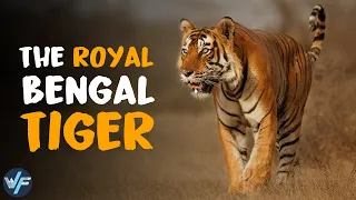 ROYAL BENGAL TIGER - The Most Majestic Feline