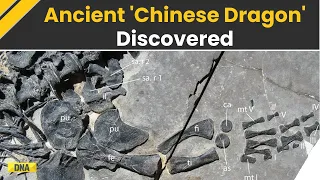 240-Million-Year-Old 'Chinese Dragon' Called Dinocephalosaurus Orientalis Baffles Scientists