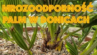 Mrozoodporność palm w donicach i pojemnikach #palmy #zima #mrozoodporność