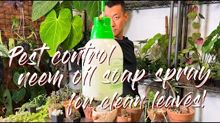 How To Properly Use Neem Oil Soap Spray | For Pest Control And Clean Leaves!