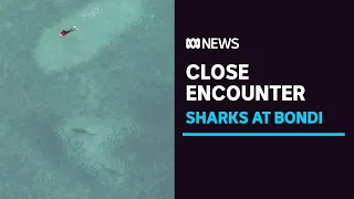 Video shows close encounter for surfers at Bondi Beach | ABC News