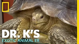 Lump, Humps and Bumps | Dr. K's Exotic Animal ER