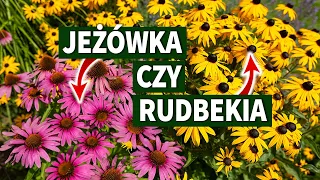 #Jeżówka #Rudbekia - najlepsze rośliny do ogrodu