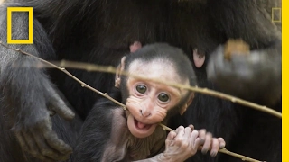 Get to Know These Cute Baby Monkeys | National Geographic