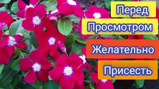 Так цветы будут цвести до зимы, пышно и красиво, Такой результат вас удивит 100%