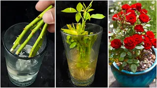 How to Grow Roses From Cuttings Fast and Easy | Rooting Rose Cuttings with Garlic