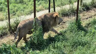 Вожак тоже стал приударять за львицами Казановы) Тайган Lions in Crimea