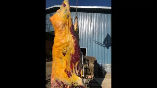 Reluctantly harvesting a (mostly) grass fed Dexter cow with amazing yellow fat.