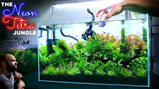 The Neon Tetra Jungle: Beautiful 60cm Aquascape Tutorial