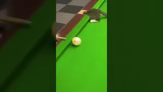 Hey Do you remember to and jerry | step cat i’m stuck | cat playing 8 ball pool game  #catlover
