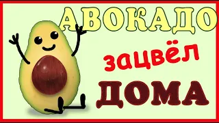 АВОКАДО из косточки цветёт ДОМА!! Часть 1