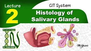 2a- General structure of salivary glands-Histology of GIT