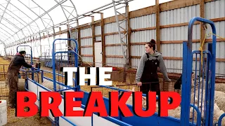THE BREAKUP.  (Sorting Sheep after Exposure): Vlog 245