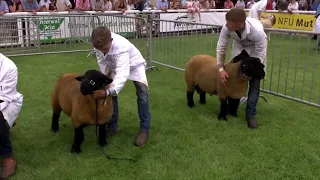 Defaid Suffolk | Suffolk Sheep