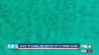 Hundreds of sharks seen off Florida's east coast