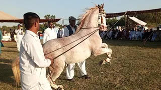 Best Horse Dance Gujrat Shakrila Sharif Pakistan 2023🐴🇵🇰