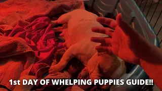 1st day of Puppy Whelping guide MY WAY!! (Matt's Kennels)