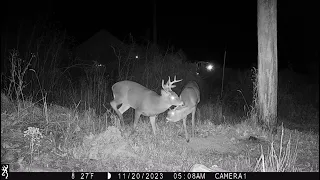 Buck Clash Deer Mating Season 2023 - Trail Cam