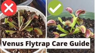 The Complete Venus Fly Trap Care Guide 🌱