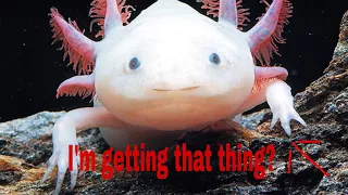 I'm getting a axolotl??!