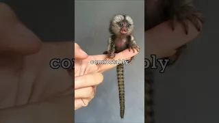 The Smallest Monkey In The World 🐵