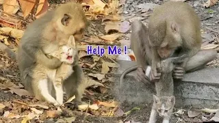 Best Video Monkey Help The Cow For Electric Current..