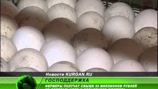 Господдержка в 20 миллионов рублей для свиней и птиц