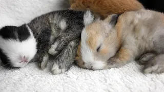 Cutest baby bunnies growing 1 to 28 days for kids