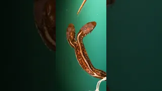 Two Headed Snake - Is This 1 or 2 Snakes?