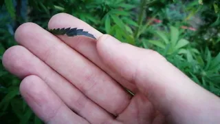 Outdoor 2"Big Devil 143 Дня.. 6 Недель Цветения.. Нападение гусениц 🐛 АУТ 2020