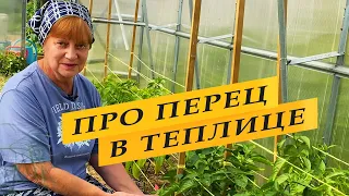 Перец. Ответы на вопросы.