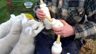 feeding the pet lambs