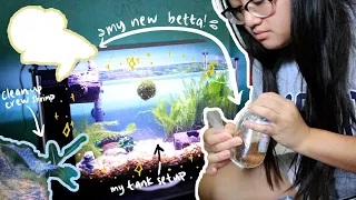 I GOT A BETTA FISH! 🐠  | Fluval Spec V tank set up, cycling, ghost shrimp, betta care, and more 🌟