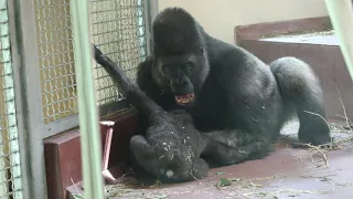 Philly Zoo Gorilla Dad wrestles with his little son.