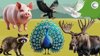 The Most Beautiful Animals Of Asia: Pig, Eagle, Pigeon, Cat, Peacock, Deer
