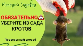 Лучшее средство от кротов | Как избавится от кротов на участке?