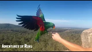 Eclectus & Major Mitchell Parrot Free Flying