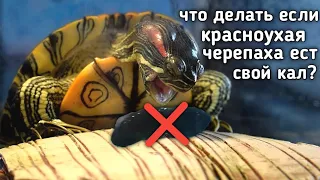 Что делать если красноухая черепаха ест свой кал